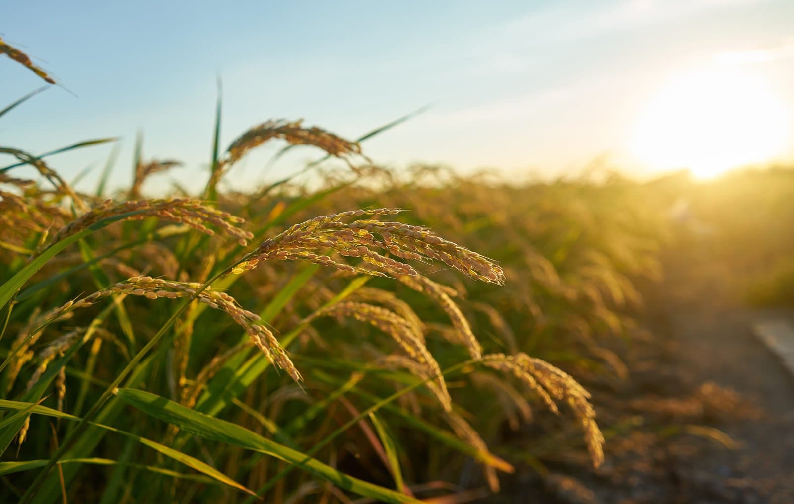 El mercado mundial del arroz sufre las repercusiones de la prohibición de exportación de la India