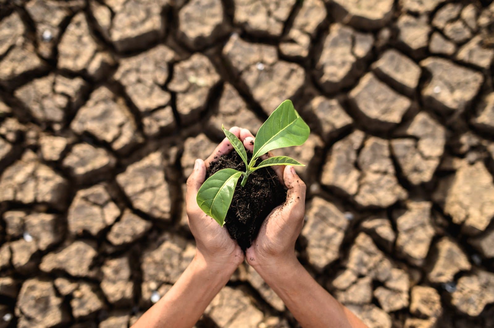 2023 se convertirá en el año más caluroso registrado