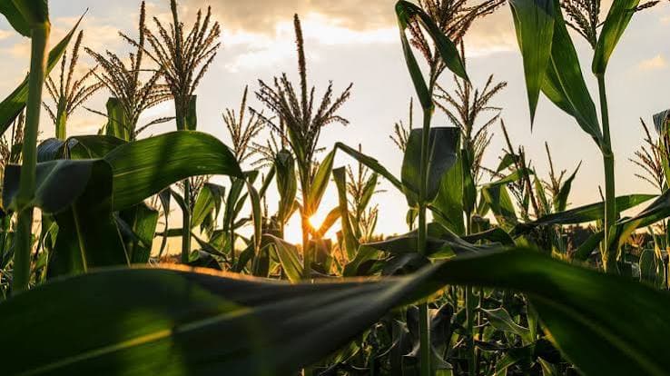 Almidón de maíz: se ha completado la polinización de cultivos en EE. UU.: resultados de la semana 26 del USDA y su significado