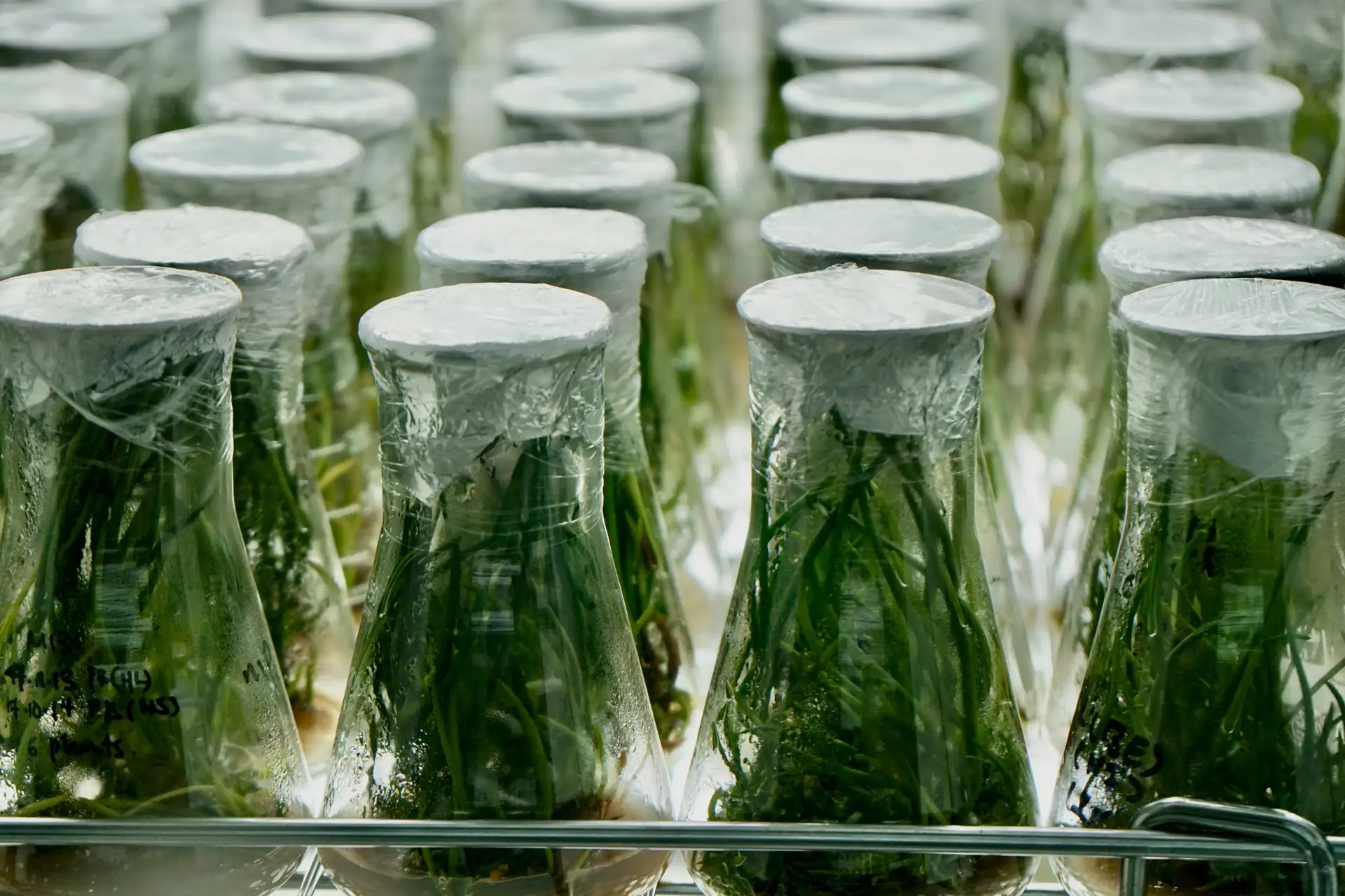 PetroChina's Renewable Electricity Cracker and the Green Chemical Production Precedent
